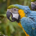 Exotic Pets | Pixabay