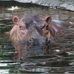 Hippo