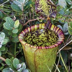 Nepenthes attenboroughii